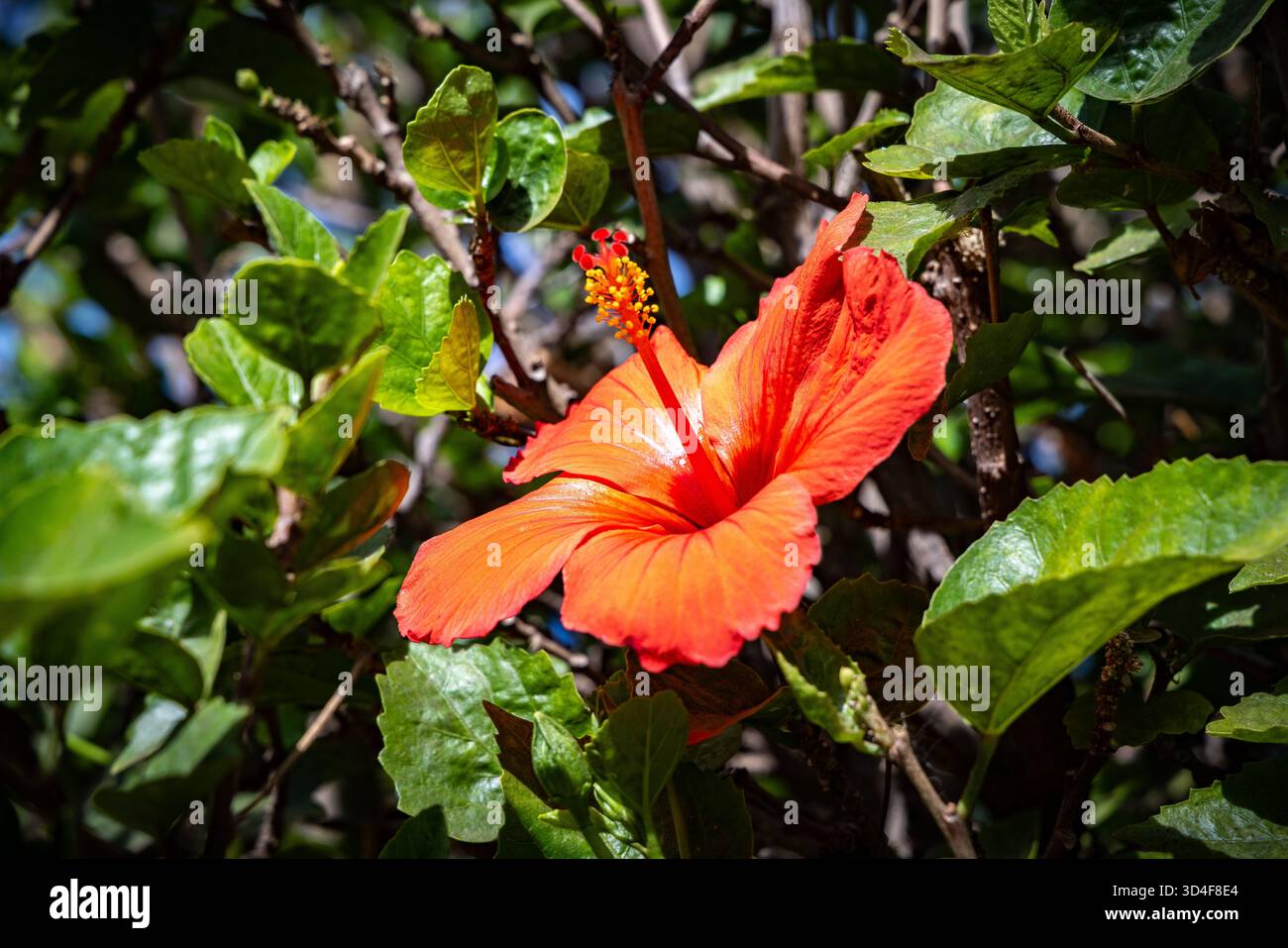 Impianto di ibisco rosso, Puerto de la Cruz, Tenerife, Isole Canarie, Spagna. Foto Stock