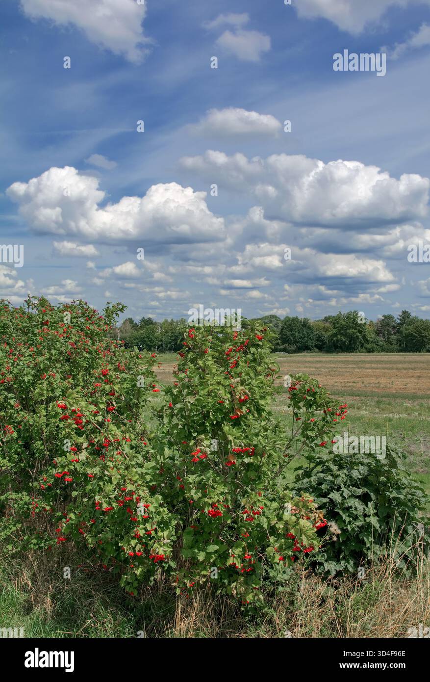 Guelder Rose resp.Viburnum opulus frutti di bosco in Renania, Germania Foto Stock