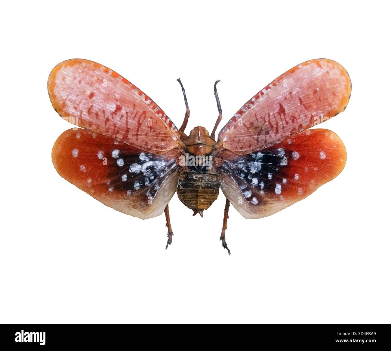 Lanterna 2. : Aphaena Submaculata (o Lantern Bug). Insetti del sud-est asiatico (collezione personale e tiro). Foto Stock