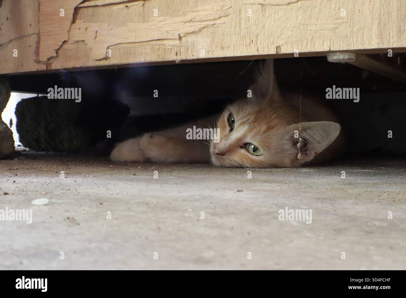 Il momento di solitudine di un gattino randagio sotto il legno intemprato, catturando la vulnerabilità e la silenziosa resilienza degli animali di strada Foto Stock