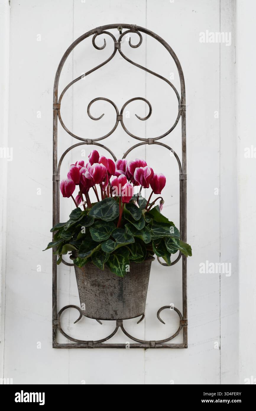 Vaso di ciclamini appesi su una porta Foto Stock