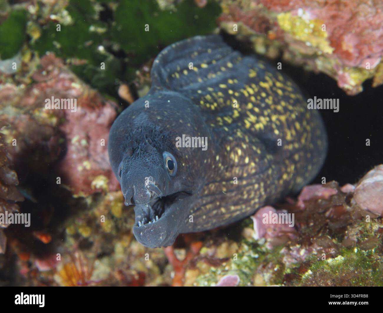 Murena mediterranea (Muraena helena) a bocca aperta nascosta nella barriera corallina del Mediterraneo vicino a Hyeres, al sito di immersione della penisola di Giens, Porquerolles, Foto Stock