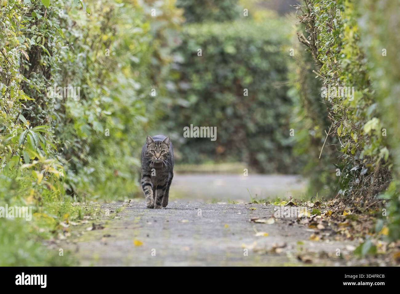 Un gatto domestico (Felis catus) corre lungo un sentiero lastricato tra alte siepi. L'atmosfera è autunnale, Assia, Germania Foto Stock