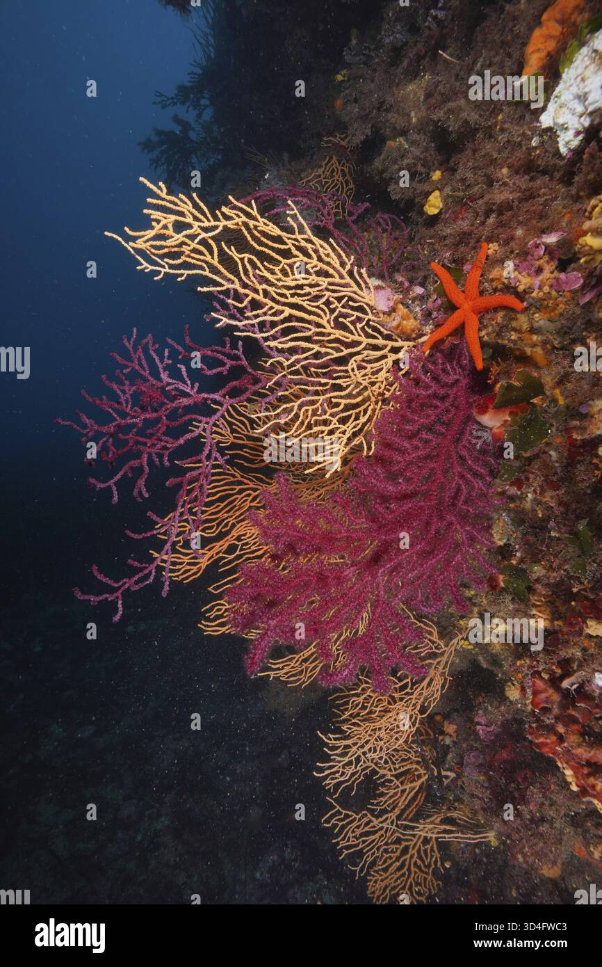 Colorata barriera corallina con stelle marine, stelle marine rosse (Echinaster sepositus), gorgonie colorate (Paramuricea clavata) e gorgonie gialle (Eunicella Foto Stock