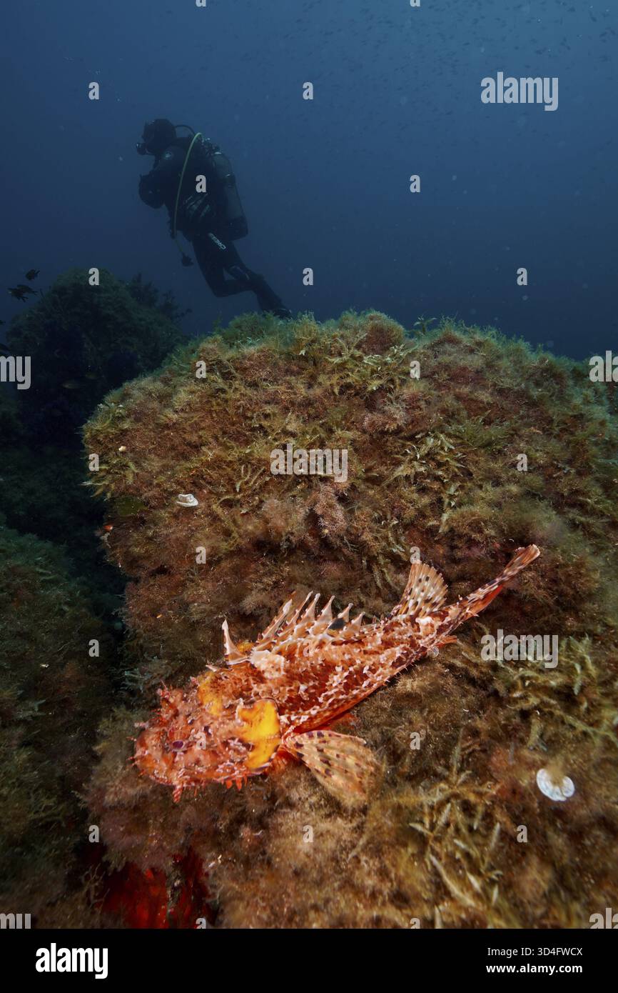 Un subacqueo si avvicina a un pesce scorpione, la testa del grande Drago Rosso (Scorpaena scrofa), su una roccia coperta di alghe in un profondo paesaggio sottomarino nella Medite Foto Stock