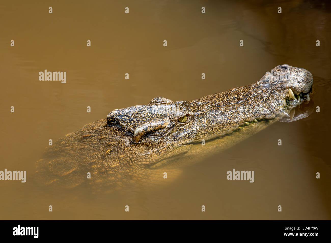 Un alligatore al Vinpearl Safari Park Foto Stock