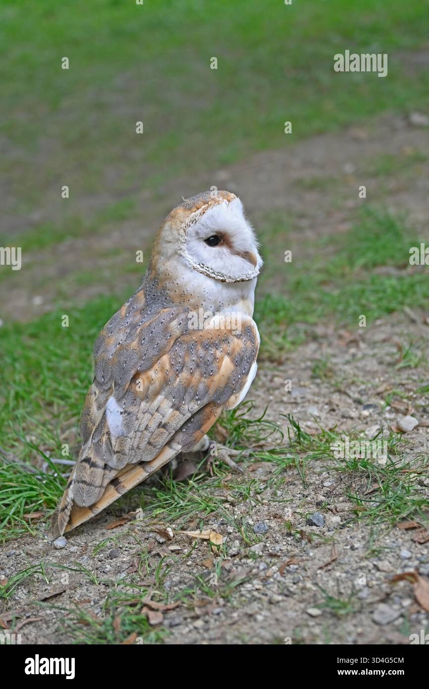 Il Gufo del fienile (Tyto Alba) con il suo viso bianco a forma di cuore e piume marrone chiaro. E' in piedi sul terreno e sull'erba. Foto Stock
