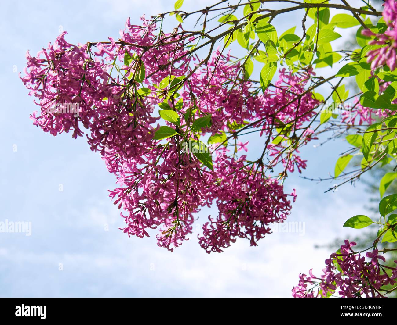 Fiori e ramo di un lilla rosa noto anche come syylan vulgaris. Pianta di Woody in fiore nella famiglia degli olivi. Originario dell'Europa orientale e dell'Asia. Foto Stock
