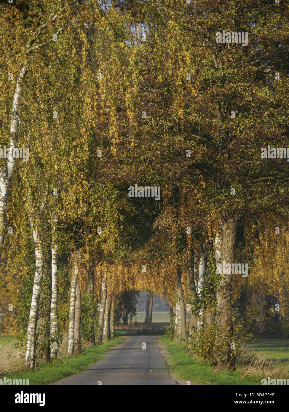 Strada di campagna alberata con foglie dorate in autunno, Borken, Vestfalia, Germania Foto Stock