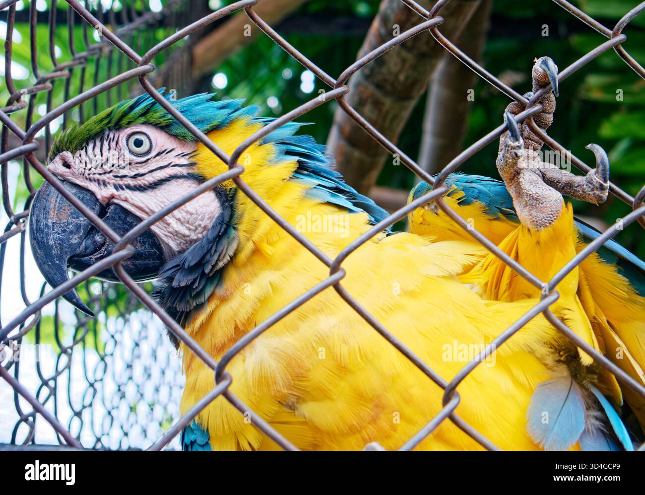 Il blu e il giallo sono chiamati anche blu e oro. L'ara ararauna è un grande pappagallo neotropico che si trova nella savana e nelle foreste tropicali. Foto Stock