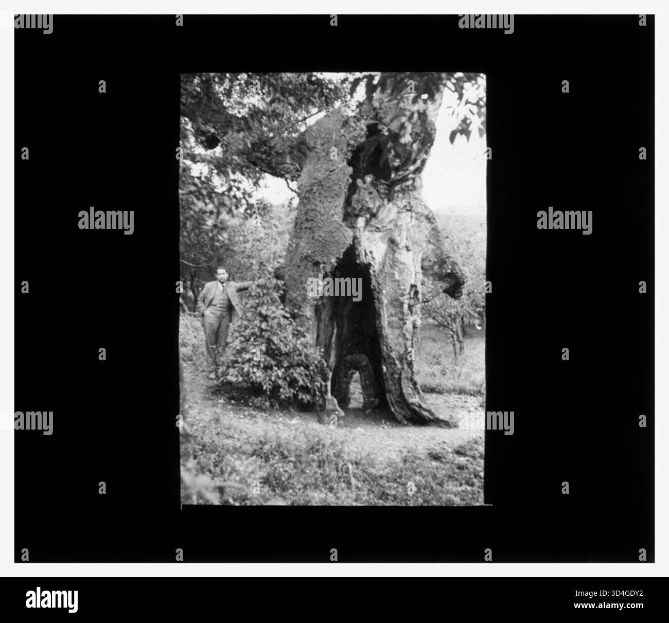 Fotografia di un uomo in piedi accanto a un grande albero cavo, catturato da Antoni Gallardo i Garriga nel settembre 1933. L'immagine mostra l'uomo nelle immediate vicinanze del tronco cavo dell'albero. Foto Stock