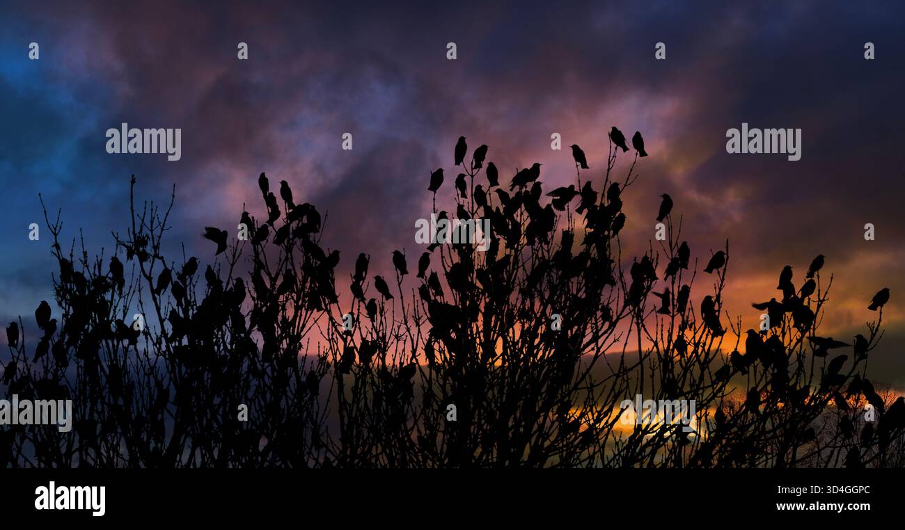 Una massa di stelle in un albero nudo che si staglia contro un cielo spettacolare al tramonto con sfumature rosa.arancio e viola Foto Stock