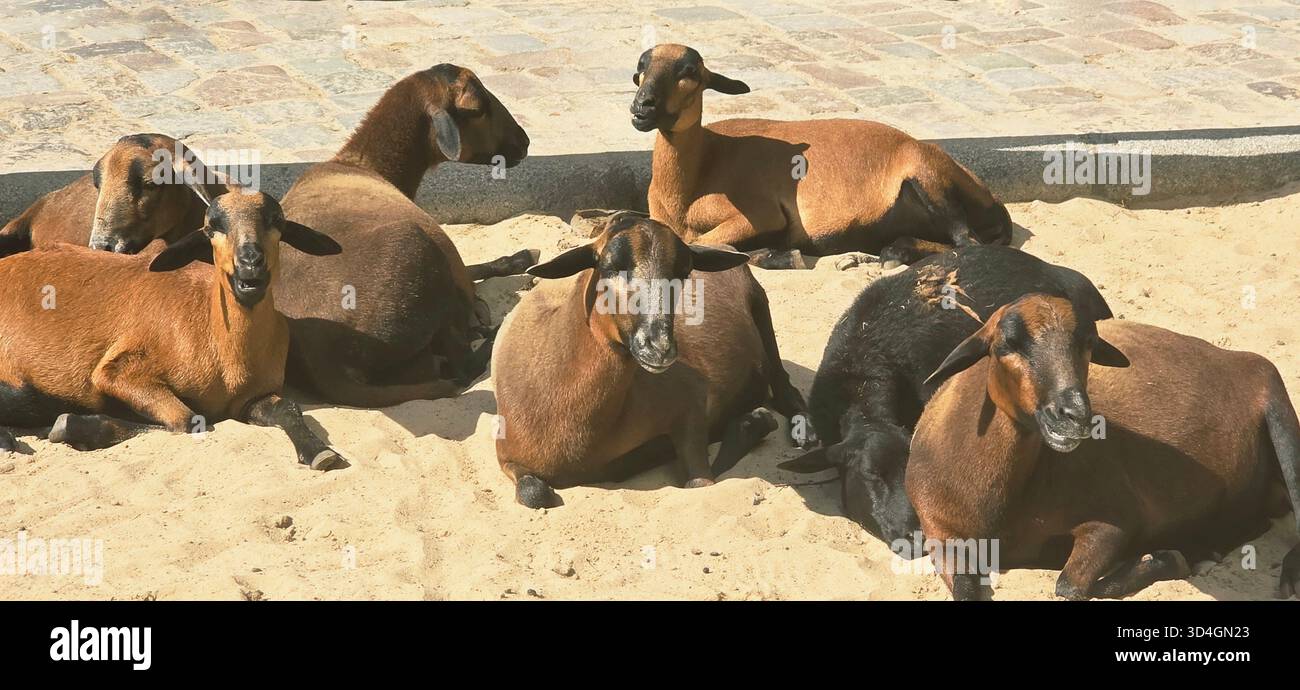 Gruppo di capre che si rilassano comodamente su un terreno sabbioso, godendosi il caldo sole e l'ambiente tranquillo, mostrando il loro comportamento naturale. - Immagine stock catturata con smartphone