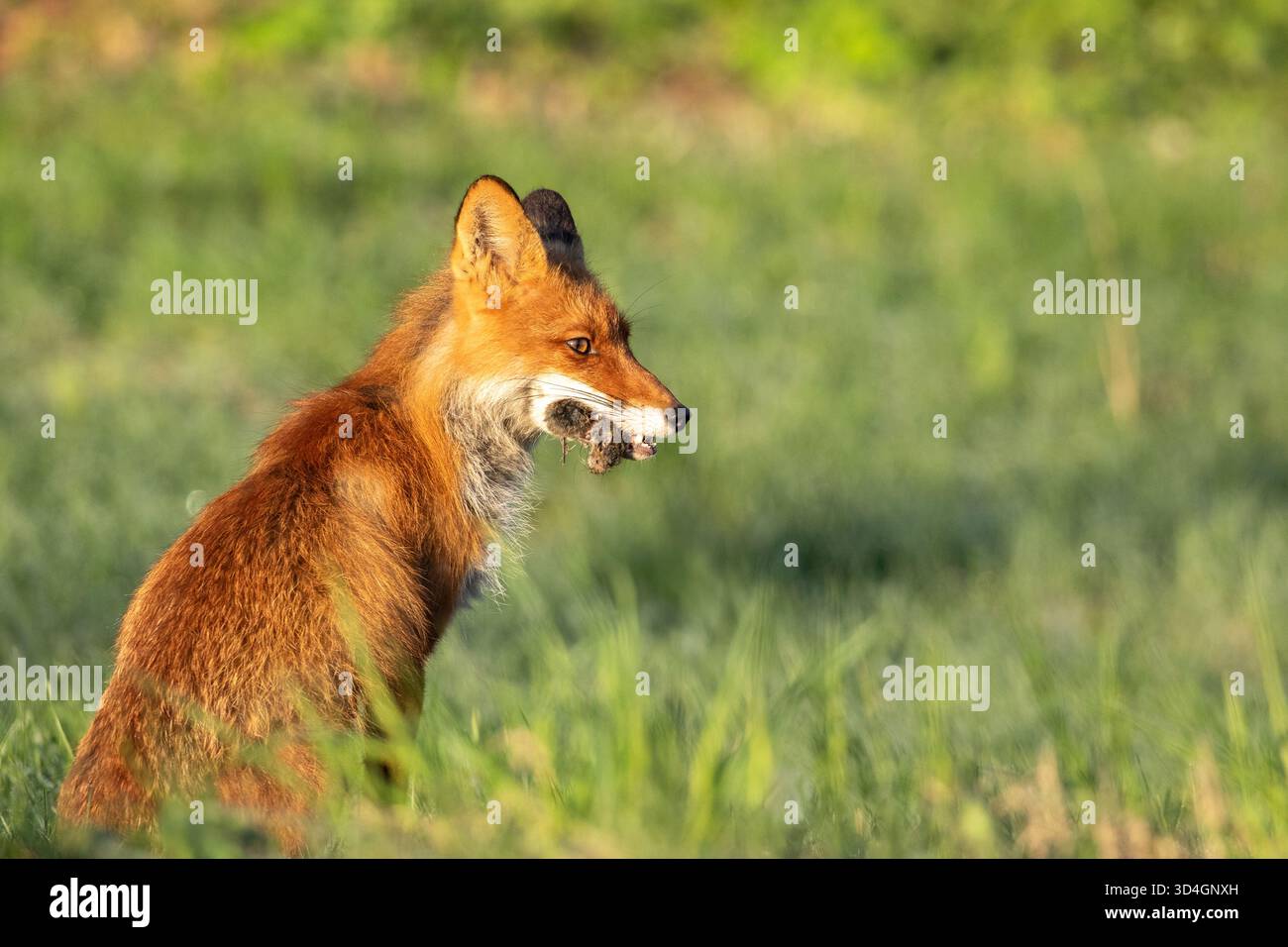 Adorabile volpe rossa, vulpes seduto a terra, bocca piena di roditori Foto Stock