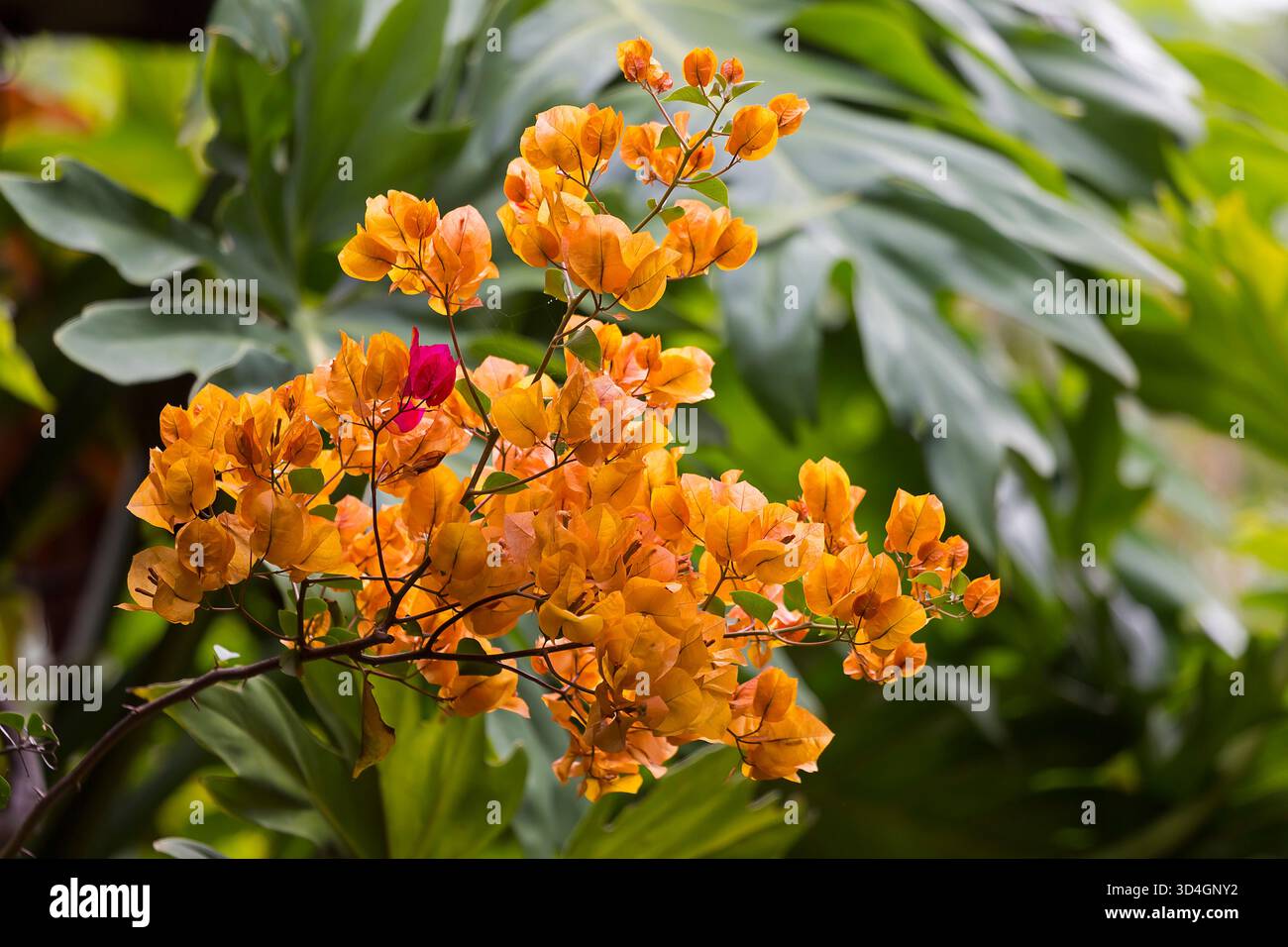 Alcuni stabilimenti a Amatlán, Morelos, Messico Foto Stock