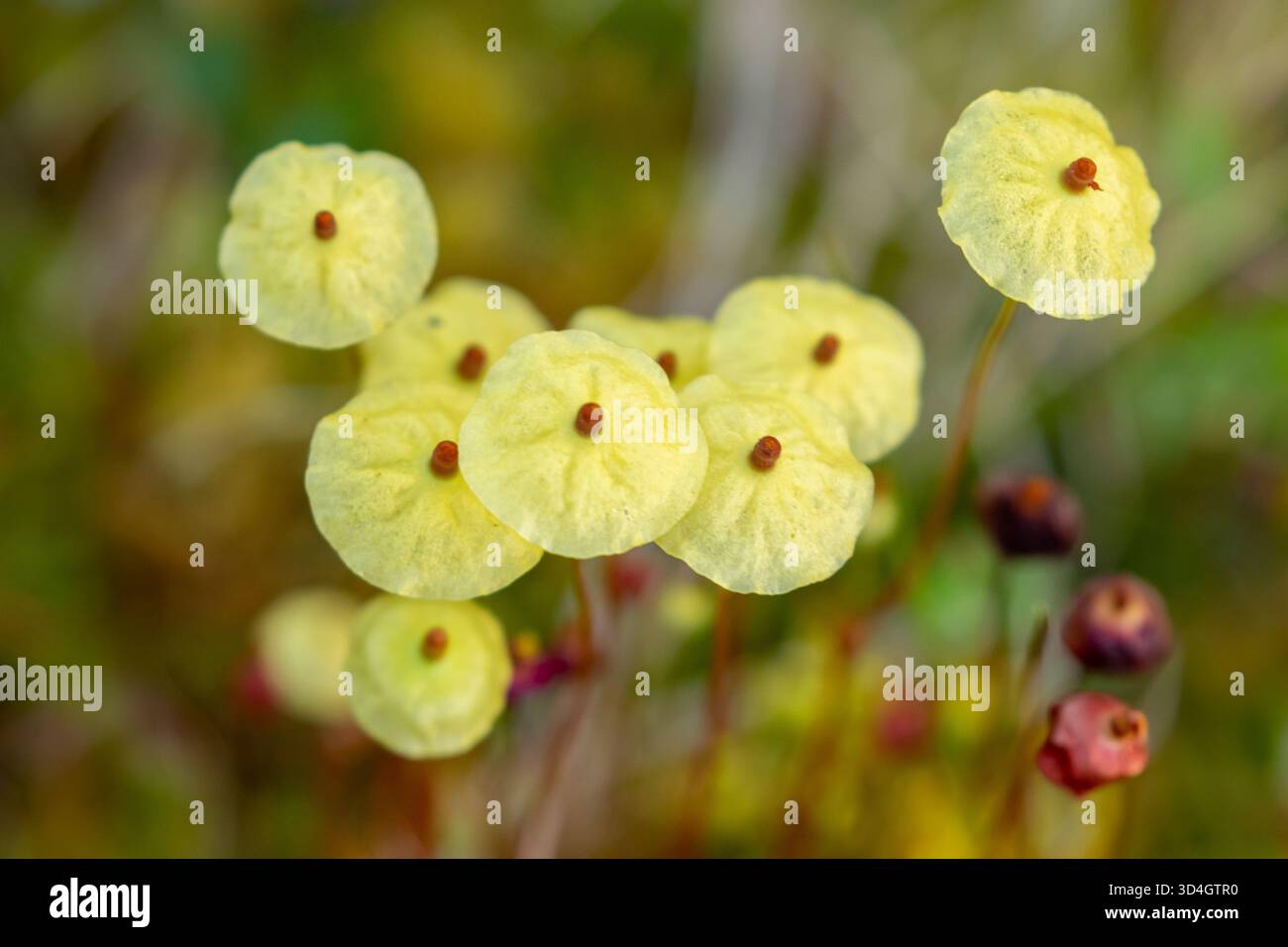 Muschio moosedung giallo, luteo Splachnum che cresce in una palude e si vede dall'alto, somiglia a piccoli ombrelli in forma Foto Stock