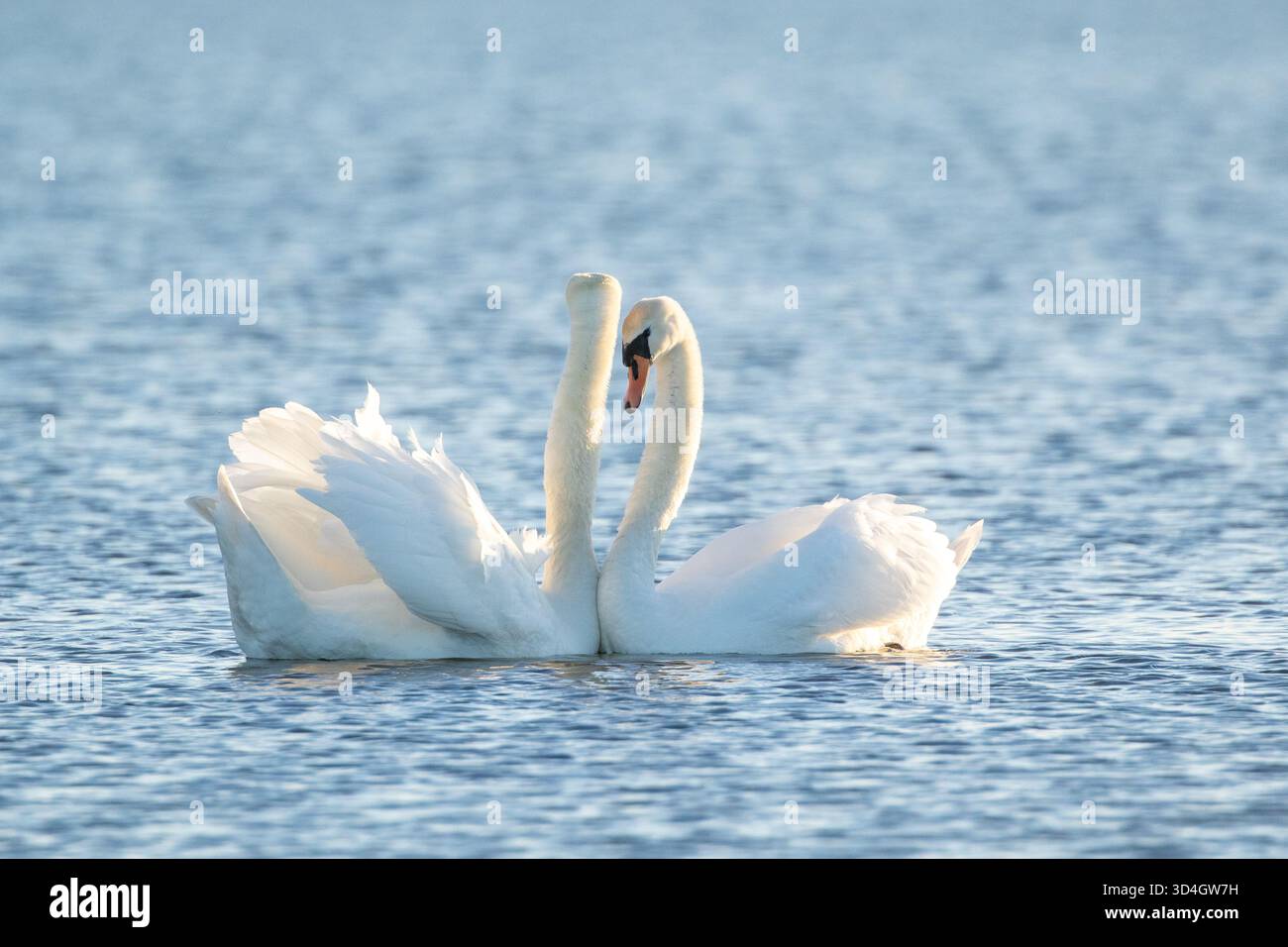 Un bel paio di eleganti cigni bianchi muti, Cygnys olor su sfondo blu. Espositore maschile con ali alzate Foto Stock