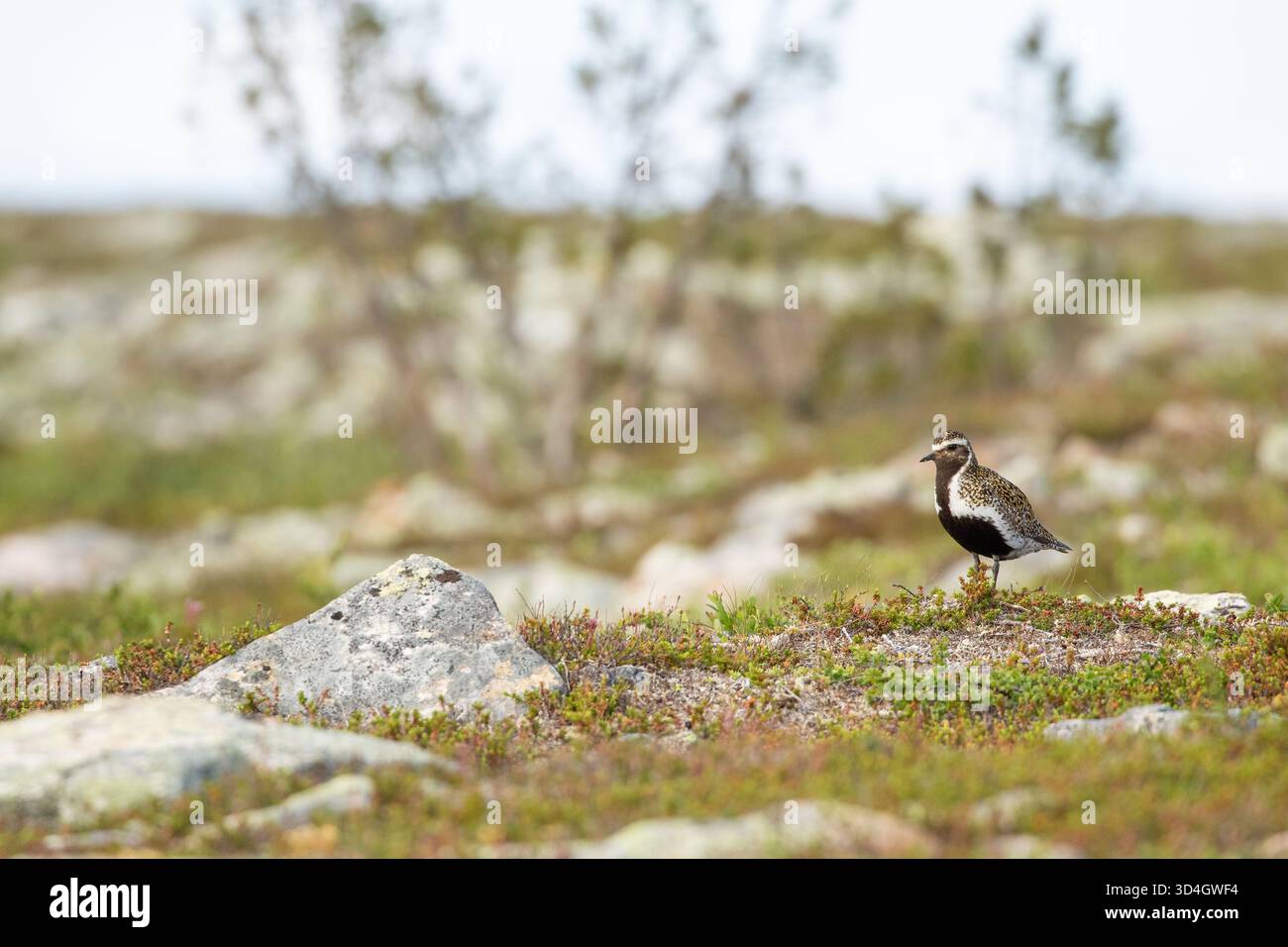 Pluvialis apricaria, un amante d'oro europeo adulto, in piedi su un terreno sassoso nella natura selvaggia finlandese al Parco Nazionale UKK, Finlandia, Nord Europa Foto Stock