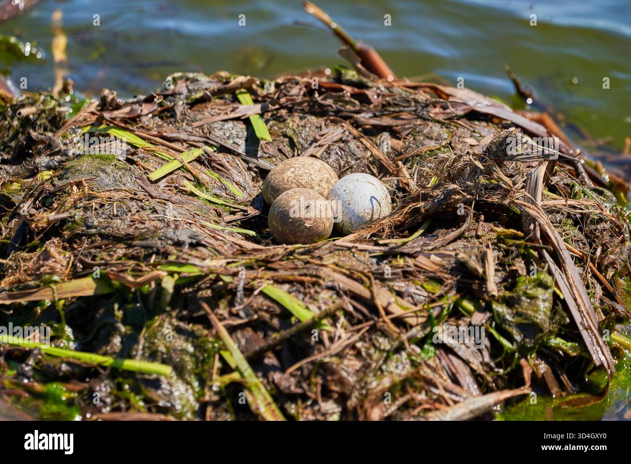 Ottime uova di grasso crestate nel nido (Podiceps Cristatus). Foto Stock