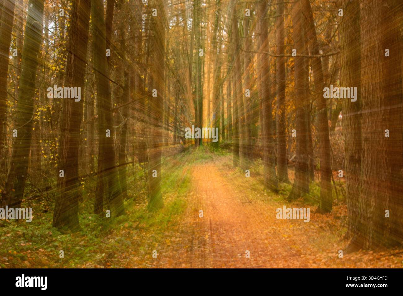 Il movimento intenzionale della telecamera ICM a Dundee crea una sfocatura astratta di alberi boschivi in piena luce autunnale, in Scozia Foto Stock
