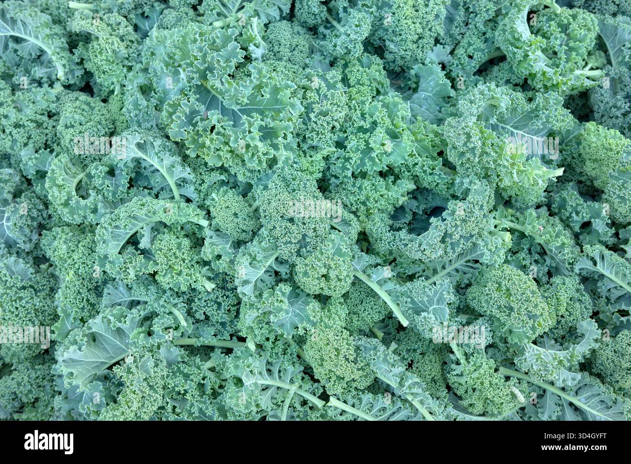 Kale organico appena tagliato e lavato, messa a fuoco selettiva, sfondo naturale. Foto Stock