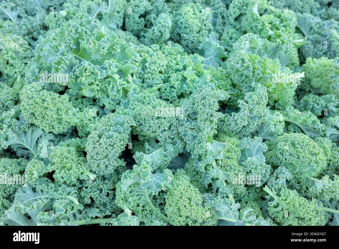 Kale organico appena tagliato e lavato, messa a fuoco selettiva, sfondo naturale. Foto Stock