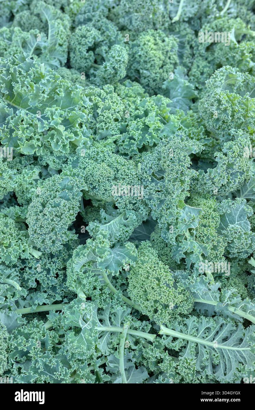 Kale organico appena tagliato e lavato, messa a fuoco selettiva, sfondo naturale. Foto Stock