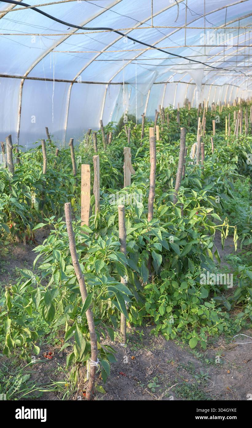 All'interno di un'azienda agricola biologica a effetto serra, attenzione selettiva. Foto Stock