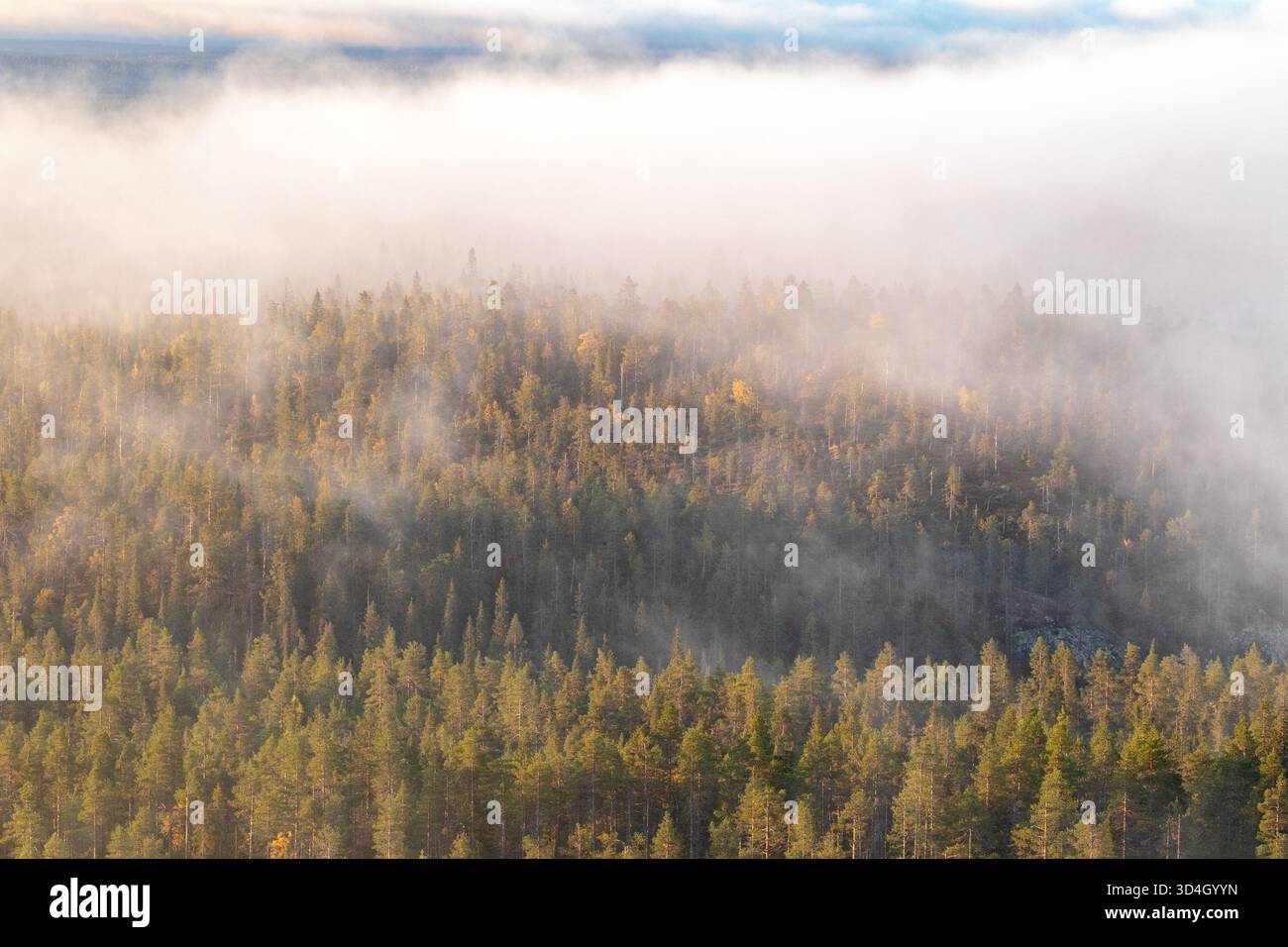 Nebbia che copre la foresta finlandese di taiga in una mattina autunnale dopo l'alba Foto Stock