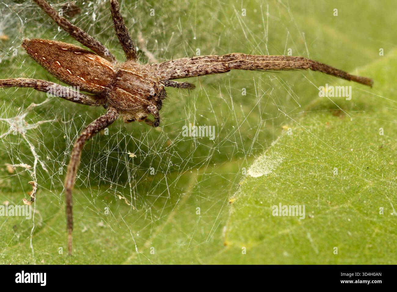 Primo piano di American Nursery Web Spider che manca due gambe Foto Stock