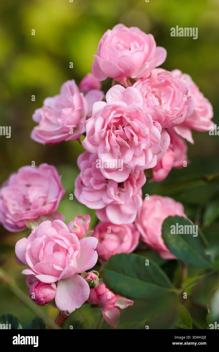 Un gruppo di fiori rosa che fioriscono insieme alla calda luce del sole. I lussureggianti petali e lo sfondo verde naturale evocano freschezza, gioia e bellezza Foto Stock