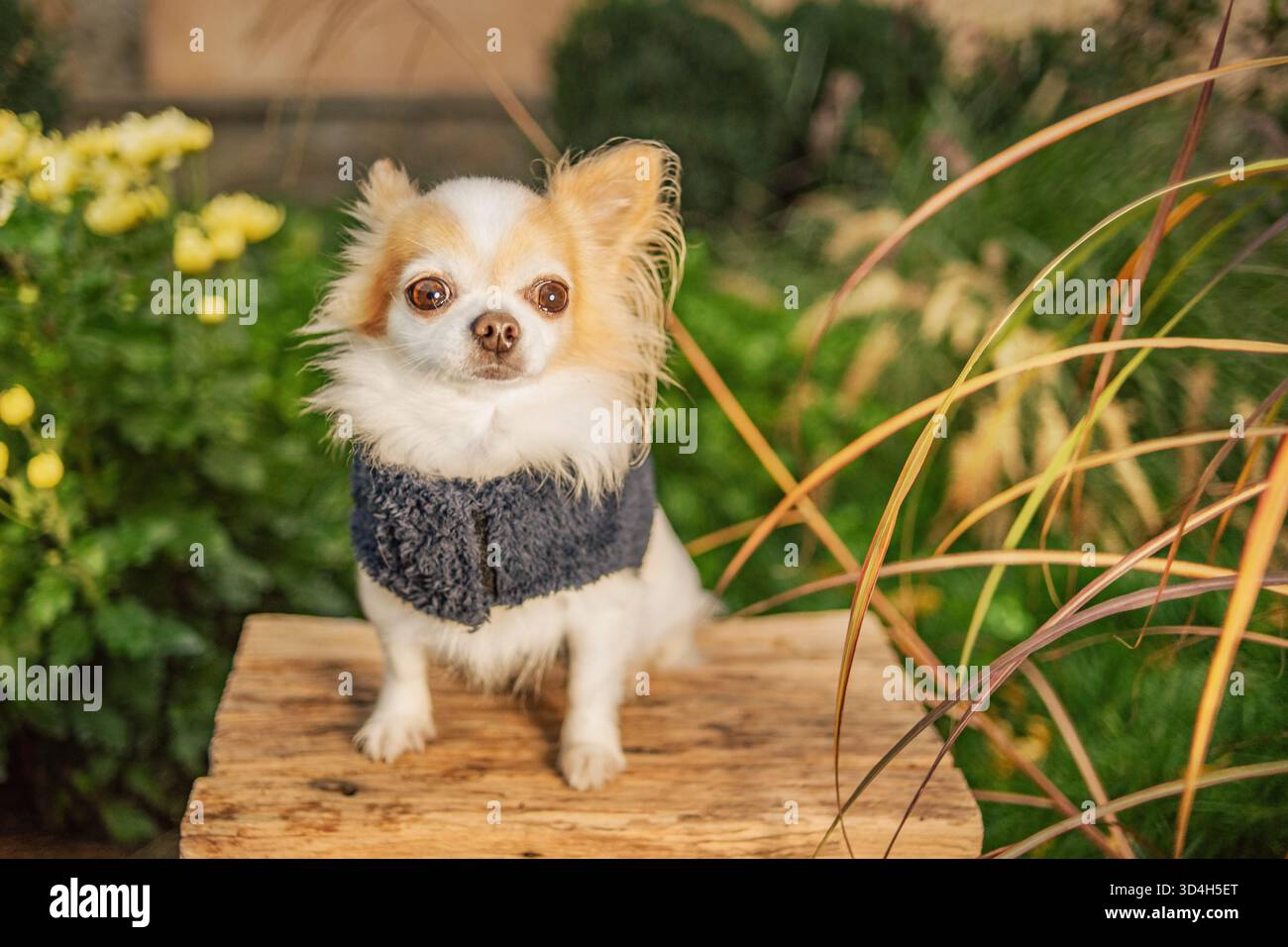 Un cane Chihuahua bianco e rosso in un gilet blu in giardino Foto Stock