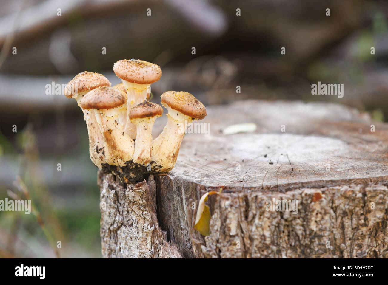 Funghi di miele che crescono su un vecchio ceppo d'albero. Piccolo gruppo di funghi commestibili di miele che crescono su un vecchio ceppo di alberi, simbolo di rinnovamento della natura e foresta l Foto Stock
