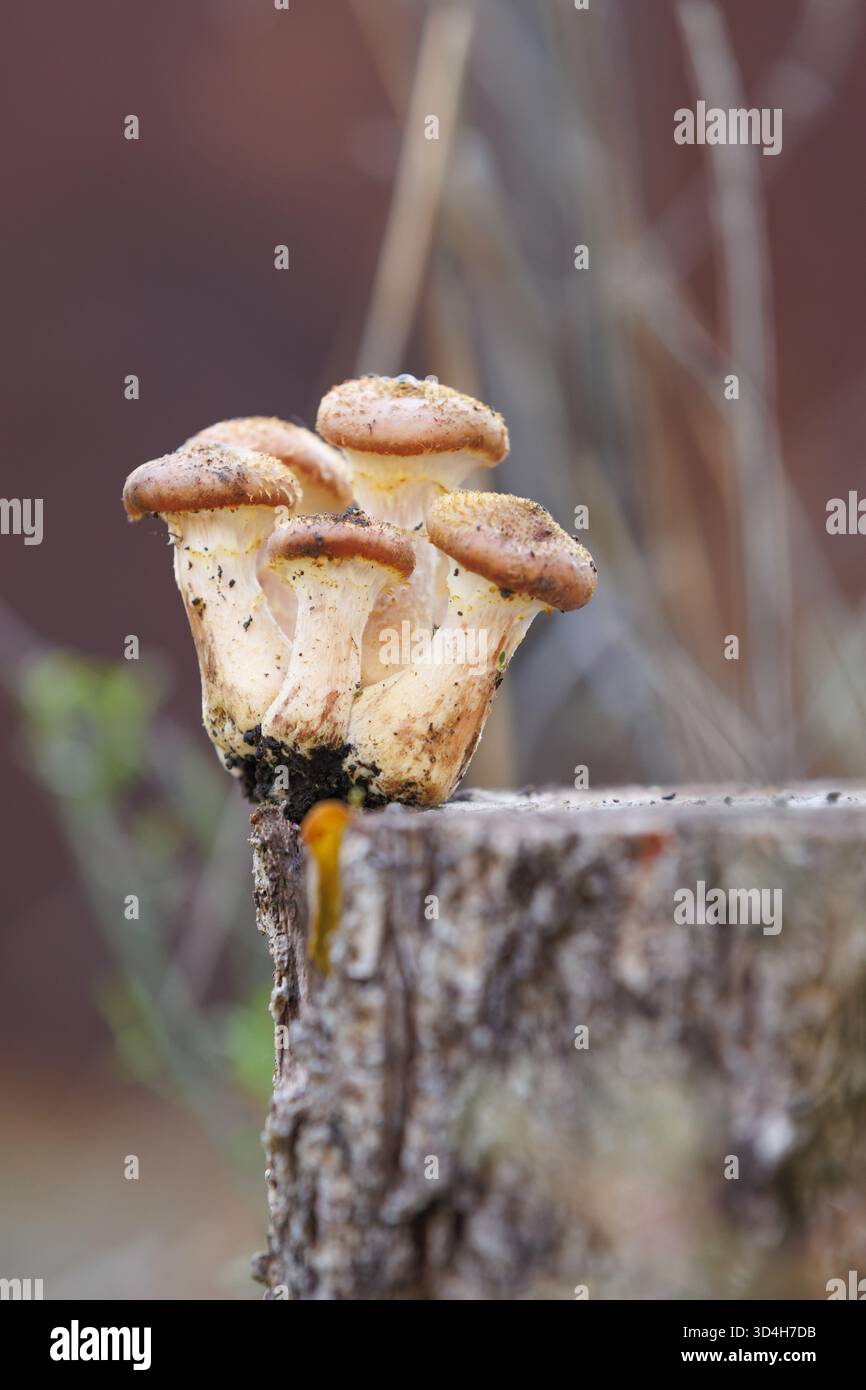 Piccolo gruppo di funghi su un ceppo di luce soffusa. Funghi giovani di miele che crescono alla luce calda del sole su un ceppo d'albero tagliato. Immagine simbolica dell'autunno natu Foto Stock