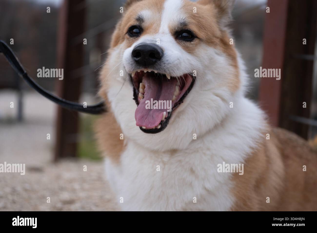 Un Pembroke Welsh Corgi apre la bocca e mostra i denti, creando un momento che può essere interpretato come abbaiare, eccitazione, o primi segni di S. Foto Stock