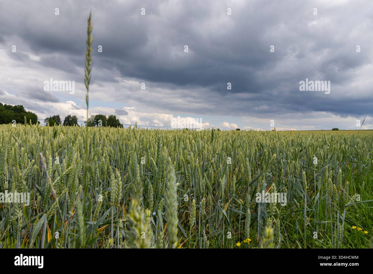 Un paesaggio rurale in Estonia Foto Stock