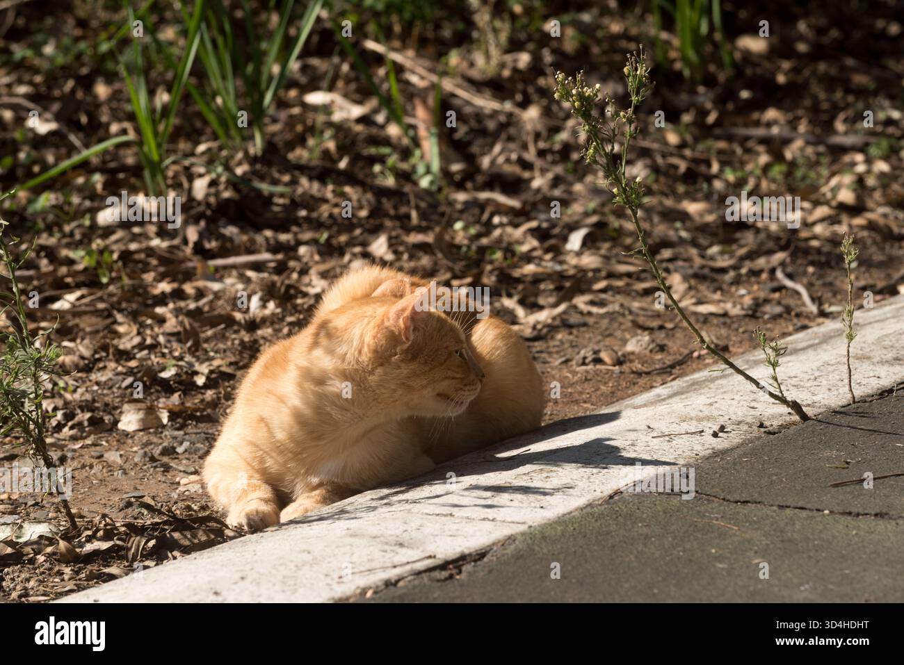 Gatto a righe gialle che vive per strada con un orecchio morso, riposante e curioso Foto Stock