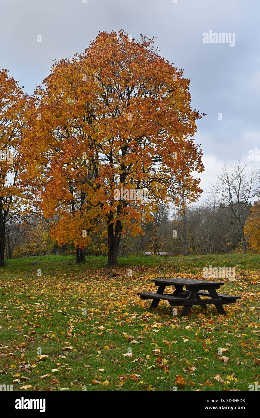 Una tranquilla scena autunnale caratterizzata da un grande albero d'acero con foglie di arancio e giallo vivide, accanto ad un tavolo da picnic in legno scuro. Cadute foglie bla Foto Stock