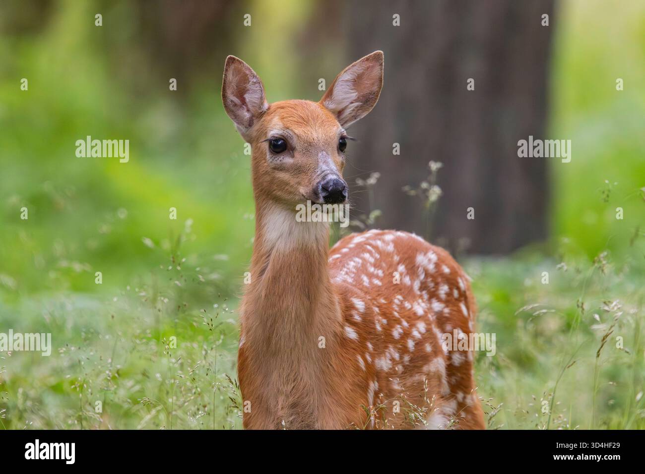 Un cervo dalla coda bianca Foto Stock