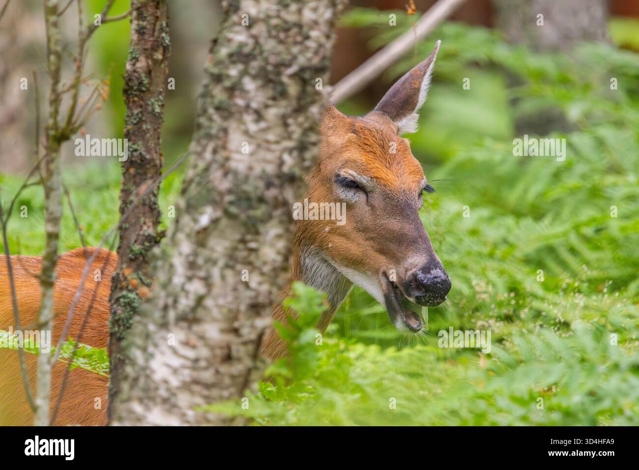 Un cervo dalla coda bianca Foto Stock