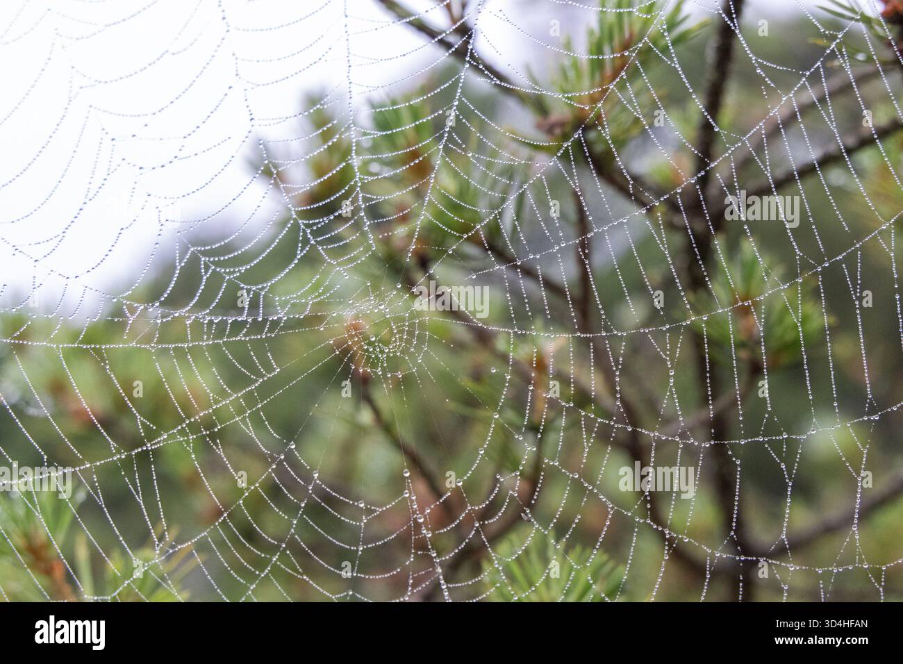 Una ragnatela in natura Foto Stock
