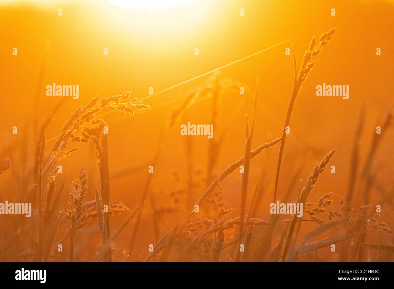 Alba su un campo in campagna Foto Stock