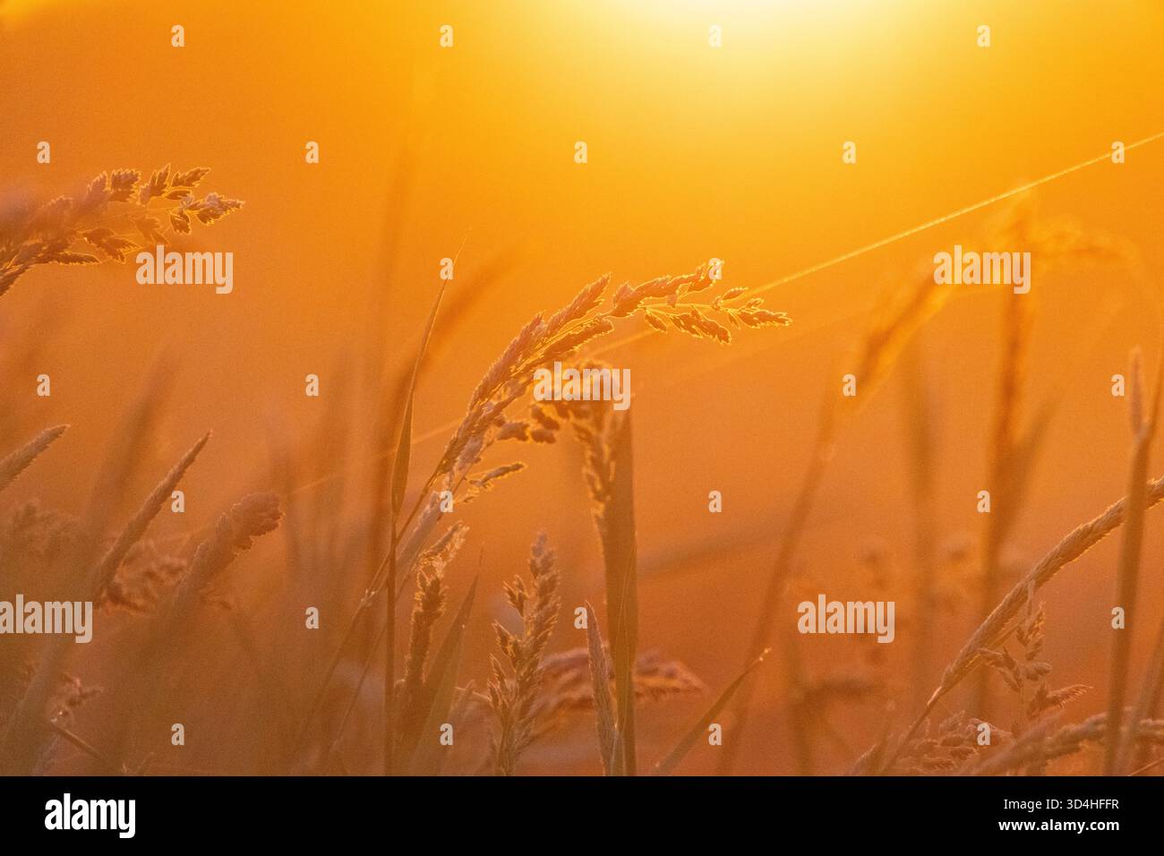 Alba su un campo in campagna Foto Stock