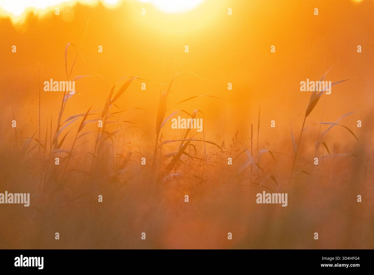 Alba su un campo in campagna Foto Stock