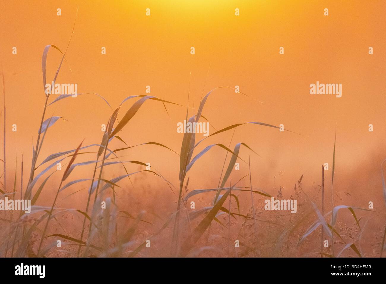 Alba su un campo in campagna Foto Stock
