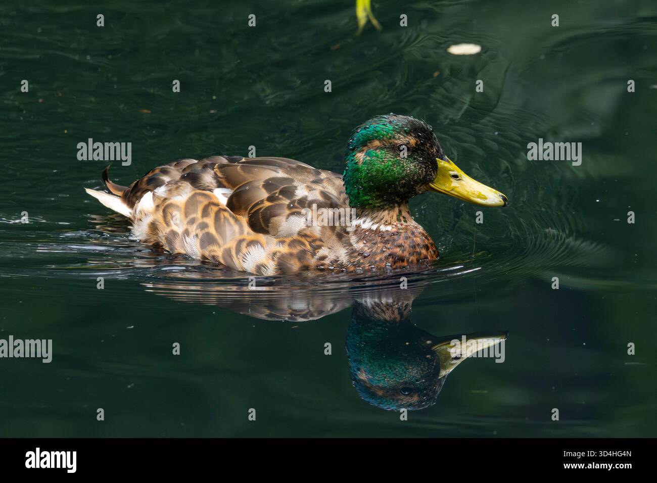 Un comune mallard Foto Stock