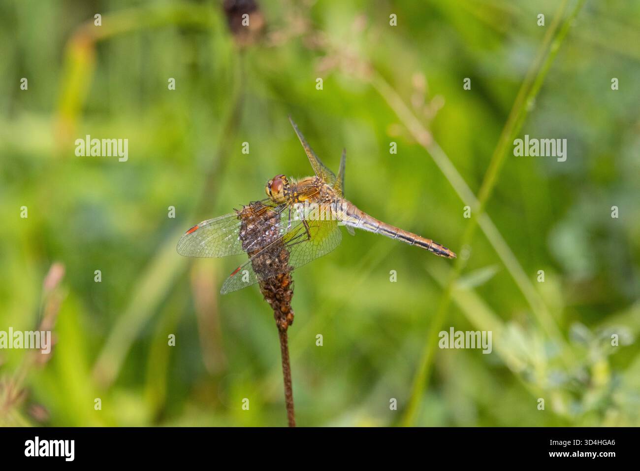 Una libellula Foto Stock