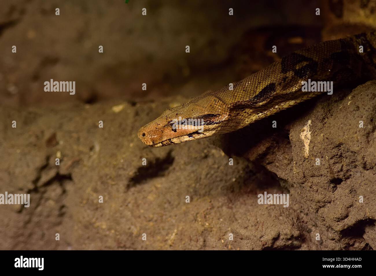 Il boa constrictor, un popolare animale esotico e uno dei serpenti più grandi del mondo. Non velenoso. Foto Stock