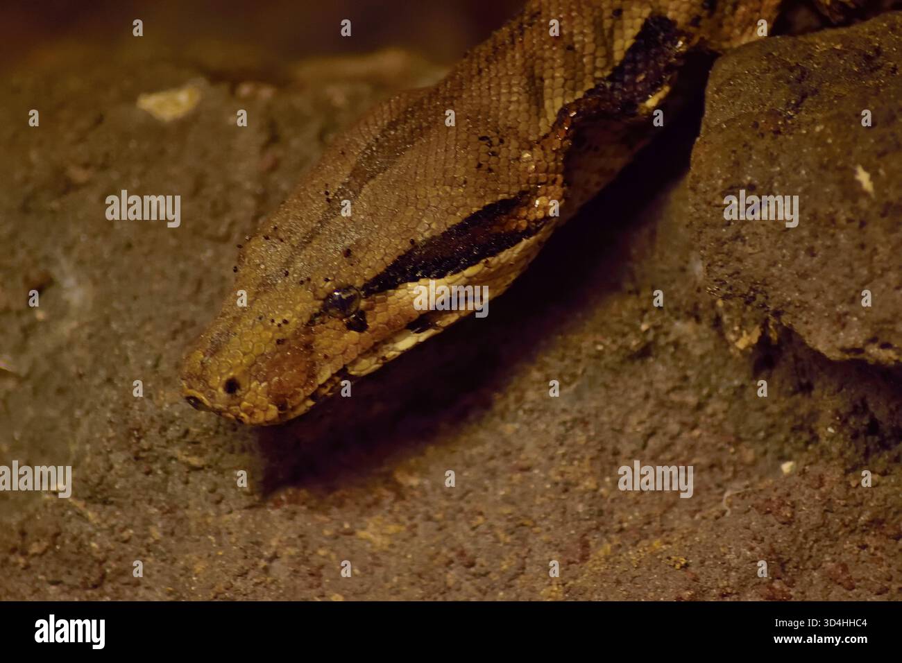 Il boa constrictor, un popolare animale esotico e uno dei serpenti più grandi del mondo. Non velenoso. Foto Stock