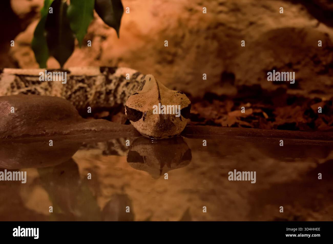Il gaboon viper, uno dei serpenti velenosi più pesanti e grandi dell'Africa. Un colpo mentre beveva. Foto Stock